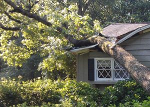 Emergency Tree Service, Sonora