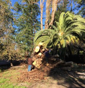 Emergency Tree Removal, Tree Service, Campbell, San Jose, Sonora, Morgan Hill