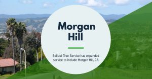 Tree Service, Morgan Hill, Gilroy, San Martin