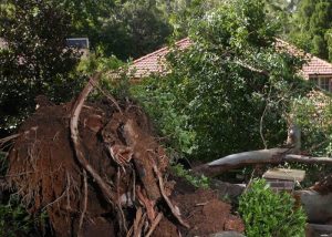 Tree Removal, South Bay, Campbell, San Jose